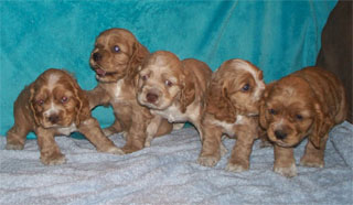 bianca litter